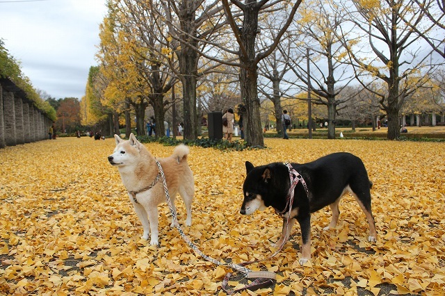 晩秋の国営昭和記念公園でお散歩 柴犬るい さくらといつもいっしょ２